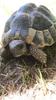 tortue2